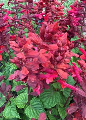 Salvia 'Rocking®Red Flamingo'
