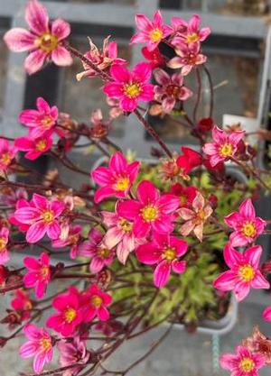 Saxifraga arendsii 'Lofty Dark Rose Shades'
