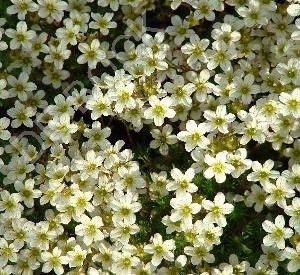 Saxifraga arendsii 'Schneeteppich'