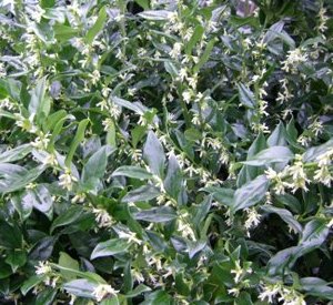 Sarcococca confusa