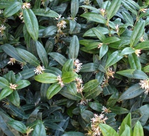 Sarcococca hookeriana var. humilis