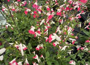 Salvia microphylla 'Pink Lips' ®