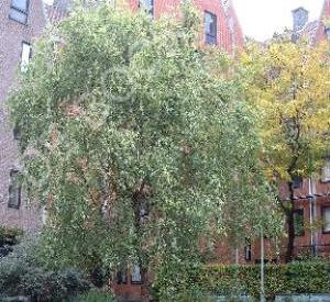 Salix matsudana 'Tortuosa'