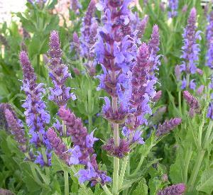 Salvia nemorosa 'Blauh�gel'