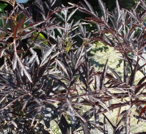 Sambucus nigra 'Black Lace'