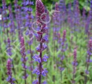 Salvia nemorosa 'Caradonna'