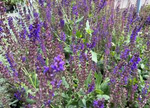 Salvia nemorosa 'Mainacht'