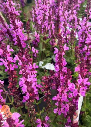 Salvia nemorosa 'Midnight Rose'