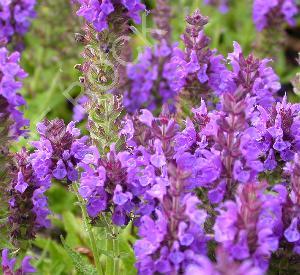 Salvia nemorosa 'Marcus' (r)