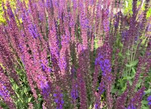 Salvia nemorosa 'Ostfriesland'