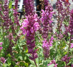 Salvia nemorosa 'Pink Friesland' (r)