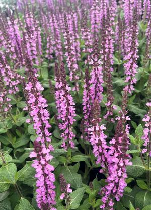 Salvia nemorosa 'Rose Marvel'