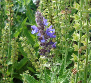Salvia nemorosa 'Rügen'
