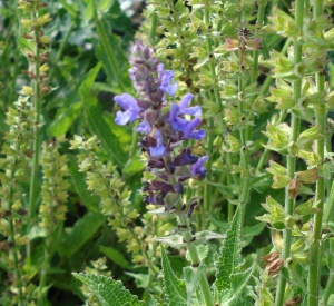 Salvia nemorosa 'R�gen'