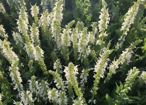 Salvia nemorosa 'Schneeh�gel'