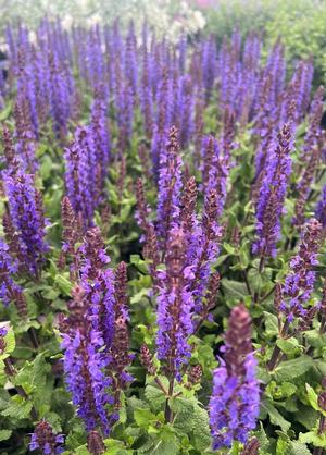 Salvia nemorosa 'Sensation Blue'