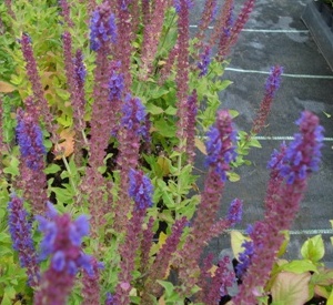 Salvia nemorosa 'T�nzerin'