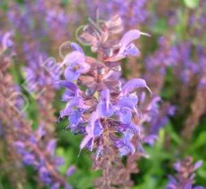 Salvia nemorosa 'Viola Klose'