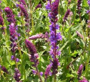 Salvia nemorosa 'Wesuwe'