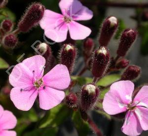 Saponaria ocymoides