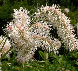 Sanguisorba obtusa