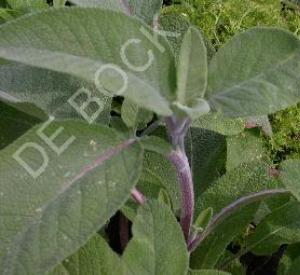 Salvia officinalis 'Berggarten'