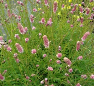 Sanguisorba officinalis 'Pink Tanna'