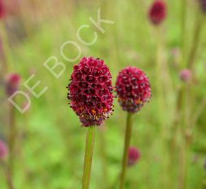 Sanguisorba officinalis 'Tanna'