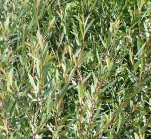 Salix purpurea 'Nana'