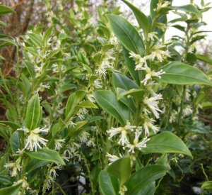 Sarcococca ruscifolia