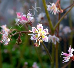 Saxifraga urbium