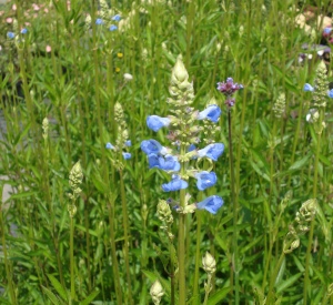 Salvia uliginosa