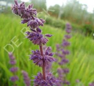 Salvia verticillata 'Purple Rain'