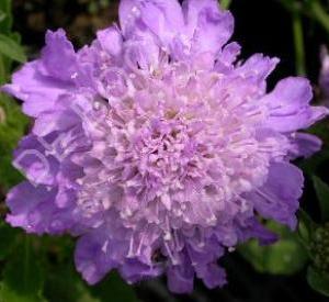 Scabiosa columbaria 'Butterfly Blue'