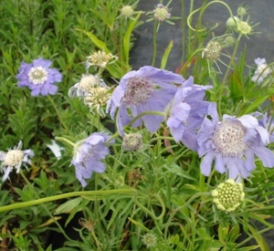 Scabiosa caucasica 'Perfecta'