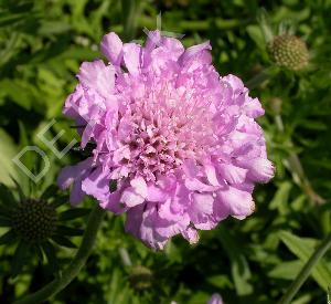 Scabiosa columbaria 'Pink Mist'