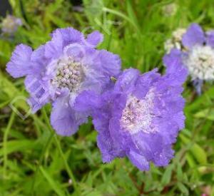 Scabiosa caucasica 'St�fa'