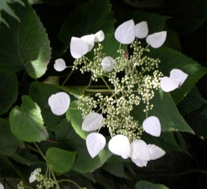 Schizophragma hydrangeoides