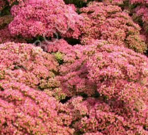 Sedum 'Herbstfreude'