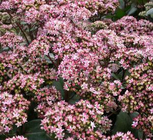 Sedum 'Matrona'