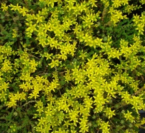 Sedum acre