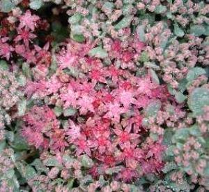 Sedum cauticola 'Lidakense'