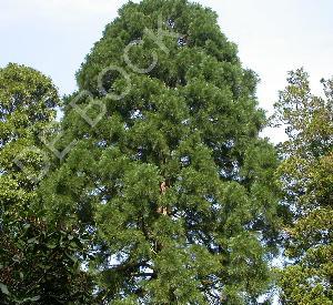 Sequoiadendron giganteum