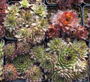 Sempervivum in cultivars