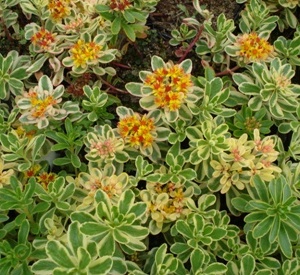 Sedum kamtschaticum 'Variegatum'