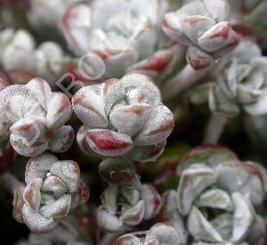 Sedum spathulifolium 'Cape Blanco'