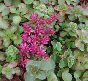 Sedum spurium 'Coccineum'