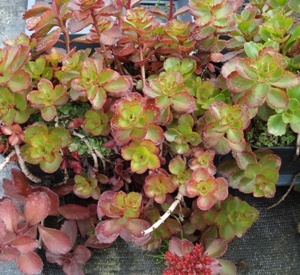 Sedum spurium 'Fuldaglut'