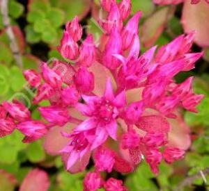 Sedum spurium 'Schorbuser Blut'