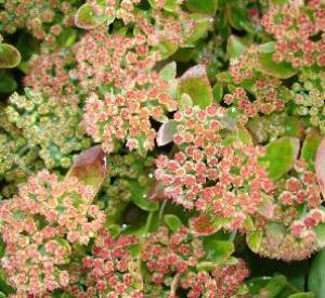 Sedum telephium 'Munstead Dark Red'